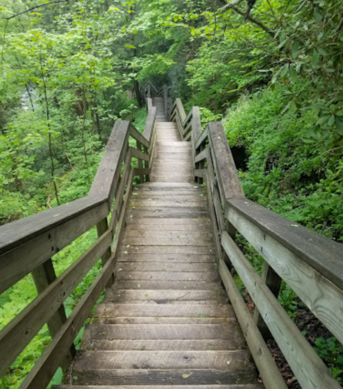 A wooden staircase winds down through lush green foliage in a forested area.
