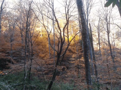 A serene forest scene with bare trees and vibrant autumn foliage in shades of orange and yellow.