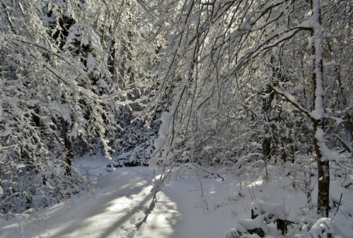 A serene winter scene with snow-covered trees and a snowy path winding through a tranquil forest.