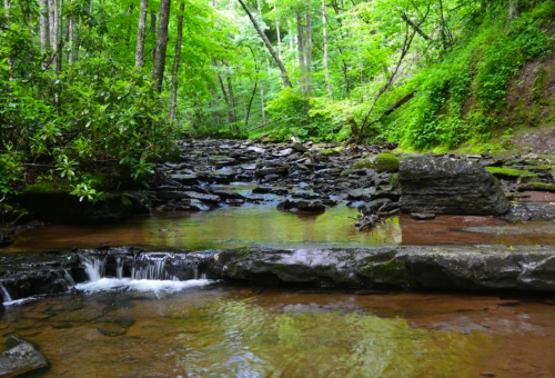 A serene forest stream flows over rocks, surrounded by lush green trees and foliage.