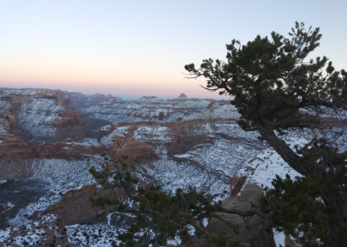 Snow-covered canyon landscape at dusk, with a tree in the foreground and distant mountains under a pastel sky.