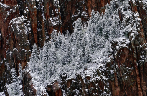 Snow-covered trees nestled among rocky cliffs, creating a striking contrast in a winter landscape.