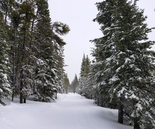 A snowy forest path lined with tall evergreen trees, creating a serene winter landscape.