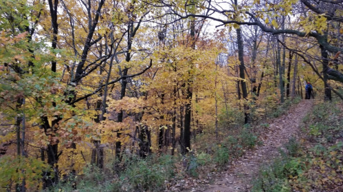 A winding trail through a forest of vibrant autumn leaves in shades of yellow and orange.