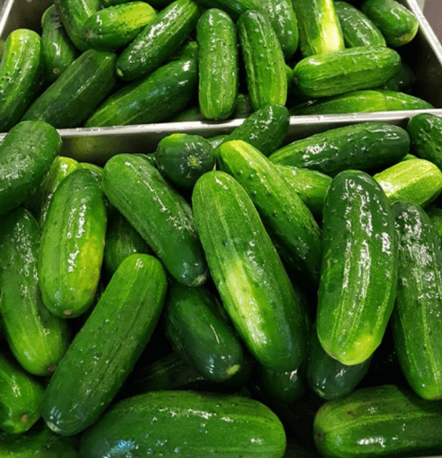 A close-up of a large pile of fresh, shiny green cucumbers in a metal container.