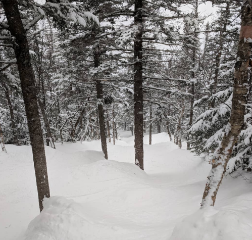 A snowy forest scene with tall trees and a winding path through deep snow.