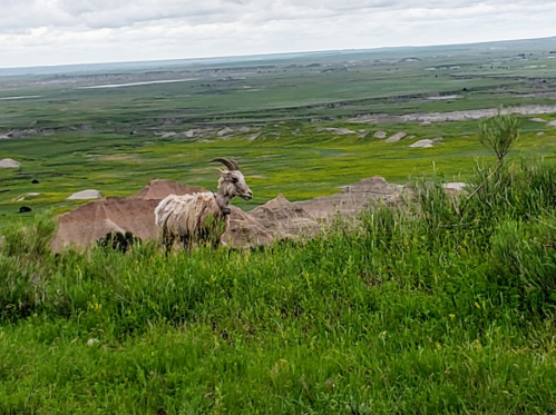 A goat stands on a grassy hillside, overlooking a vast green landscape with rolling hills and a cloudy sky.