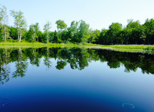 A serene lake reflecting trees and blue sky, surrounded by lush greenery.