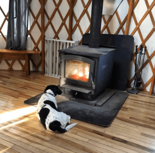A black and white dog sits in front of a wood stove, warming itself in a cozy, wooden interior.