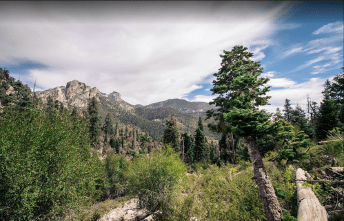 A scenic view of mountains and lush greenery under a partly cloudy sky. Pine trees are prominent in the foreground.