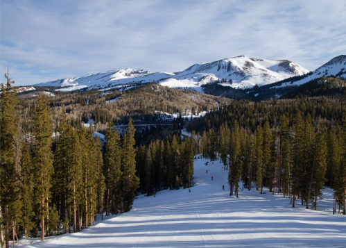 A snowy mountain landscape with tall pine trees and skiers in the distance under a clear blue sky.