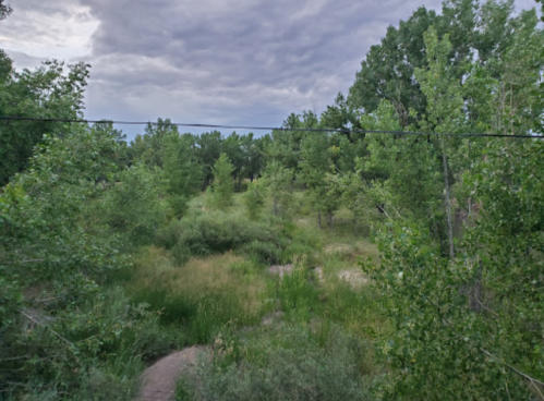 Lush green landscape with trees and tall grass under a cloudy sky.