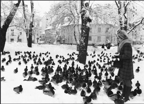 A woman feeds a large flock of ducks in a snowy park, surrounded by trees and buildings in the background.
