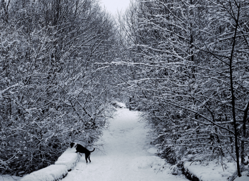 A snowy path surrounded by trees, with a dog exploring the area.