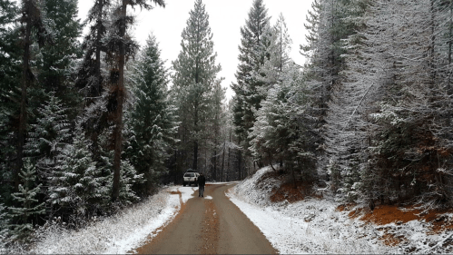 A snowy forest road with tall pine trees, a person walking, and a vehicle parked nearby.
