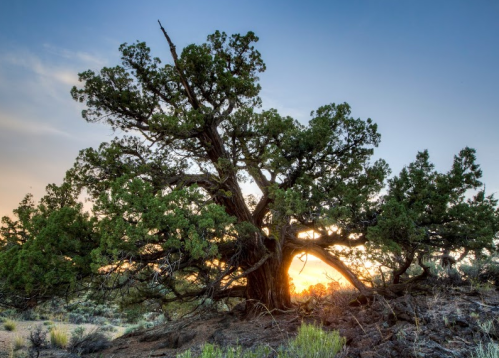 A large, sprawling tree silhouetted against a sunset sky, with vibrant green foliage and rugged terrain.