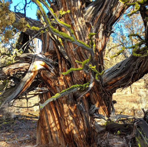 A close-up of a gnarled tree trunk with textured bark and green moss, set against a clear blue sky.