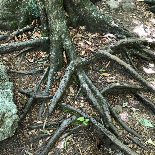 A close-up of tree roots sprawling across the ground, surrounded by leaves and rocky soil.