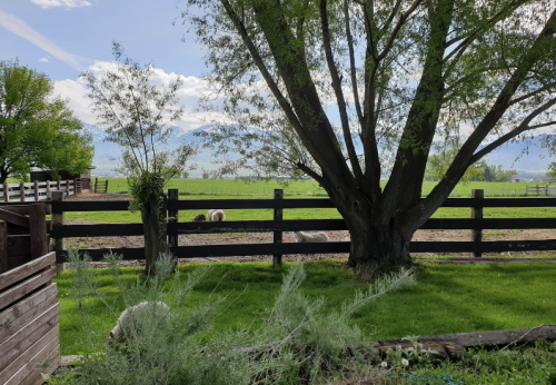 A scenic view of a green pasture with a large tree and a wooden fence, featuring distant horses grazing under a blue sky.