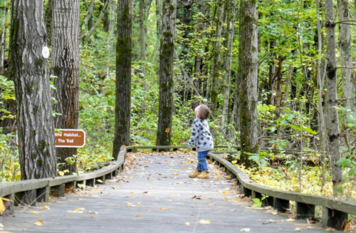 A child in a spotted jacket stands on a wooden trail surrounded by tall trees and greenery, looking up.