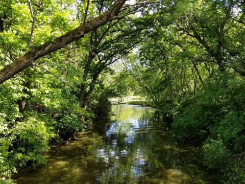A serene, tree-lined creek reflecting greenery, surrounded by lush foliage and dappled sunlight.