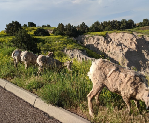 Four goats grazing near a cliff, surrounded by green grass and shrubs under a clear blue sky.