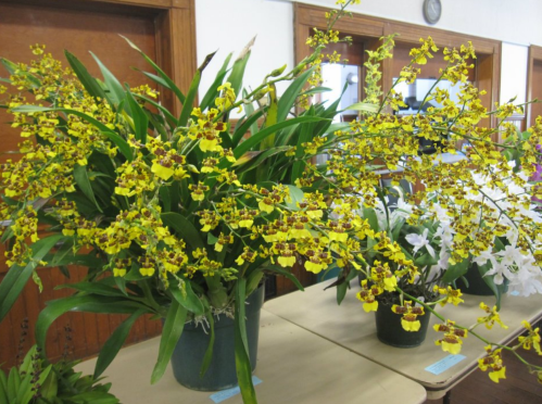 A display of vibrant yellow orchids in pots, with lush green leaves, arranged on a table in a bright room.