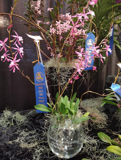 A display of pink orchids with blue ribbons labeled "First" and a glass award on a black tablecloth.