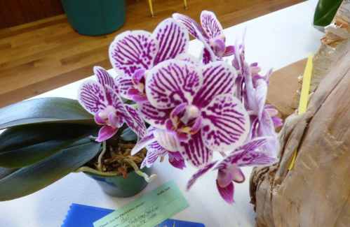 A close-up of vibrant purple and white striped orchids in a green pot, displayed on a table.