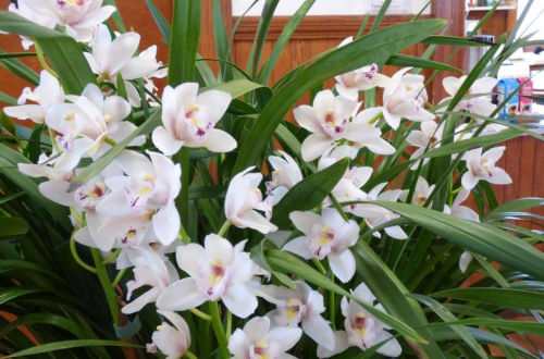 A cluster of white orchids surrounded by lush green leaves, creating a vibrant floral display.