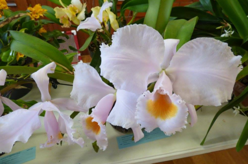 A cluster of delicate pink orchids with white petals and orange centers, displayed among green leaves.