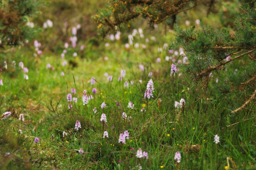 A lush green field dotted with clusters of small purple flowers and surrounded by low shrubs.