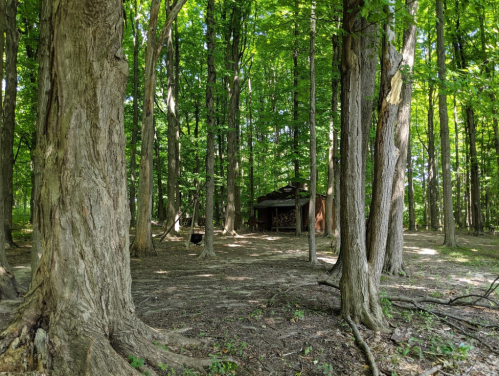 A serene forest scene with tall green trees and a rustic cabin partially visible in the background.