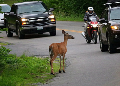 A deer stands by the roadside as cars and a motorcycle pass by on a rural road.