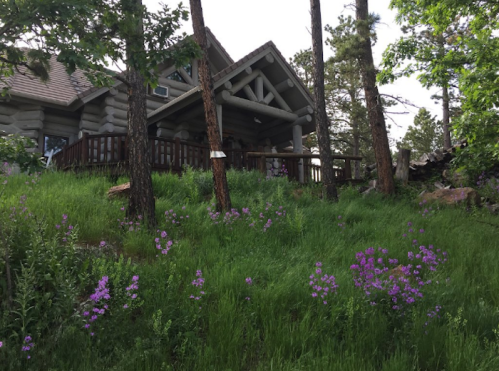 A log cabin surrounded by green grass and purple wildflowers, nestled among trees on a hillside.