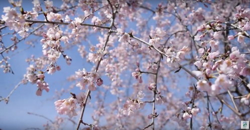Delicate pink cherry blossoms against a clear blue sky, creating a serene and vibrant spring atmosphere.