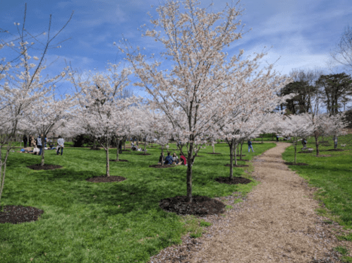 Blossoming cherry trees line a grassy park, with people enjoying the scenery along a winding gravel path.