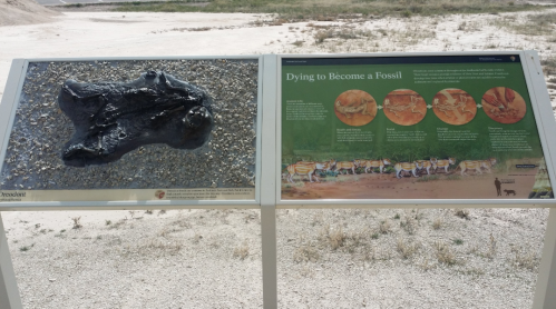 A fossil display with an informative sign about the fossilization process, set in a dry, grassy area.