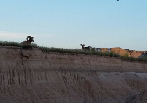 Two bighorn sheep stand on a rocky ledge, with a clear sky and rugged terrain in the background.