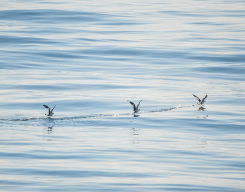 Three birds skimming over calm water, creating gentle ripples in the serene blue surface.