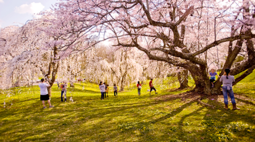 A vibrant scene of people enjoying a park filled with blooming cherry blossom trees on a sunny day.