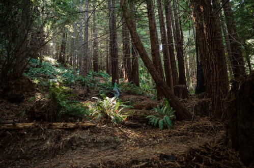 A serene forest scene with tall trees, ferns, and dappled sunlight filtering through the leaves.