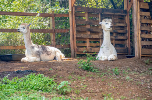 Two alpacas resting on the ground in a shaded area, surrounded by greenery and a wooden fence.