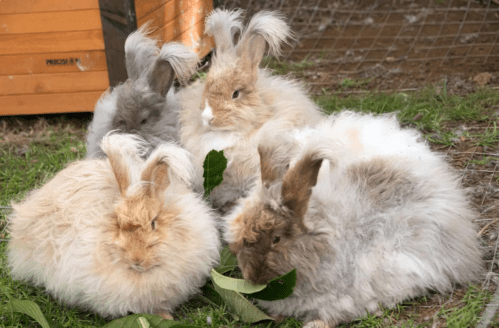 Four fluffy rabbits with long ears sitting on grass, nibbling on leaves near a wooden hutch.