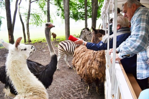 Visitors feed llamas, ostriches, and zebras at a petting zoo, surrounded by trees and a grassy field.