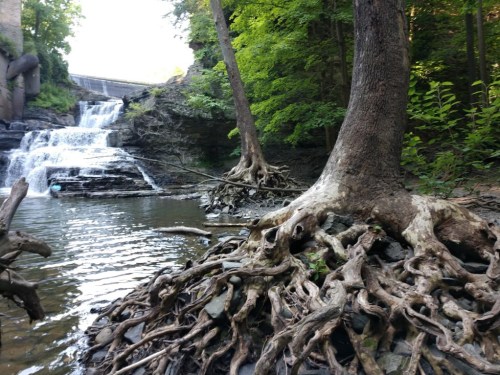 A serene waterfall cascades over rocks, surrounded by lush greenery and exposed tree roots along the water's edge.