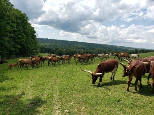 A herd of cattle grazing in a green field with trees and hills in the background under a partly cloudy sky.
