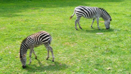 Two zebras grazing on green grass in a sunny field. One is standing while the other is bent down to eat.