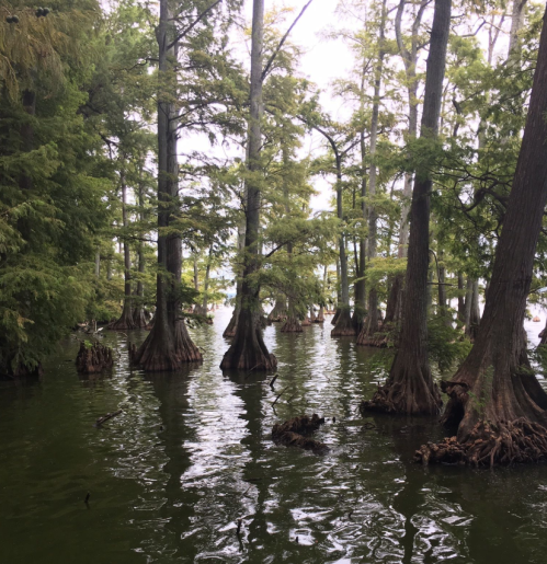 A serene swamp scene with cypress trees rising from dark water, surrounded by lush greenery.