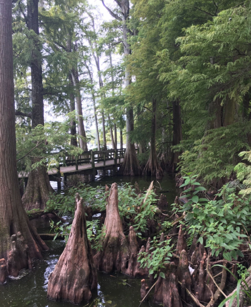 A serene swamp scene with cypress trees, stumps, and a wooden walkway surrounded by lush greenery.